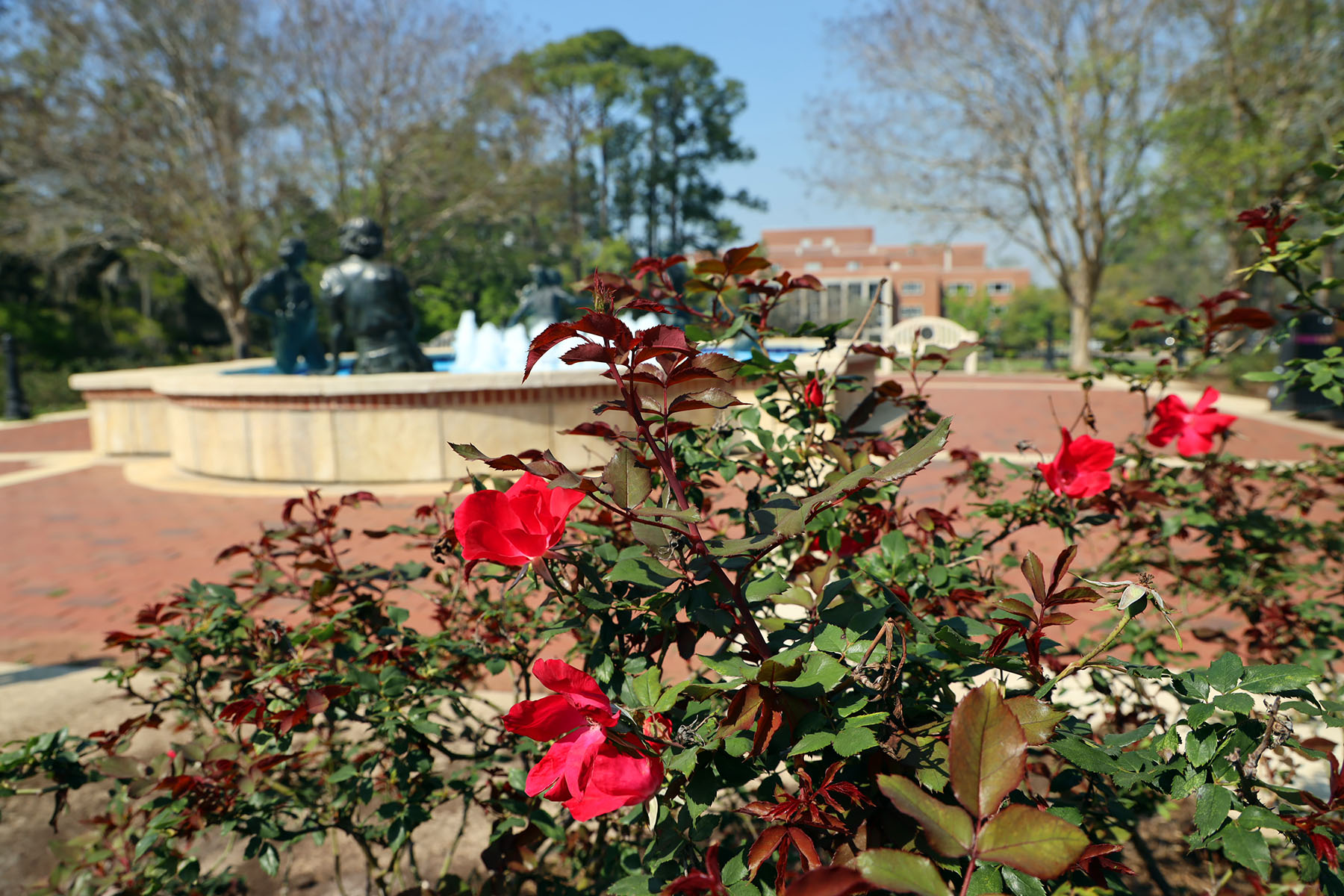 photo of fountain with roses